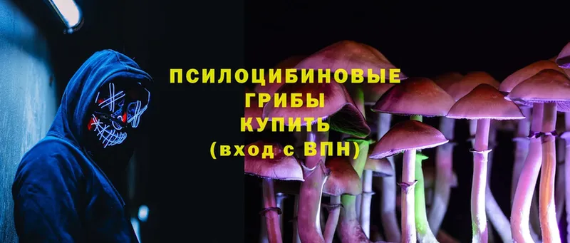 Псилоцибиновые грибы Psilocybine cubensis  Абинск 